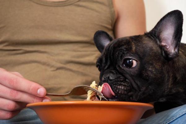 ¿Pueden los perros comer pasta o fideos? - Síntomas de alergias alimentarias en perros
