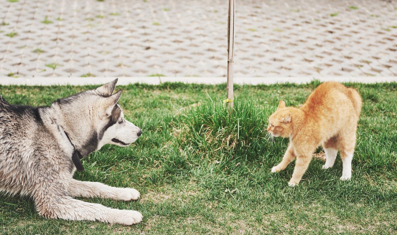 ¿Por Qué Mi Perro Odia a Los Gatos? ¿por Qué Mi Perro Odia a Los Gatos?