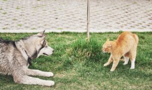 ¿por Qué Mi Perro Odia a Los Gatos?