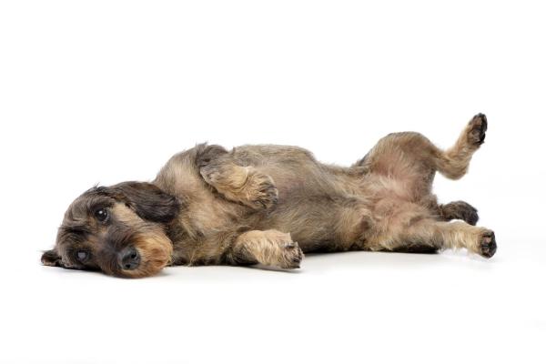 Cómo enseñar fácilmente a tu perro a hacerse el muerto paso a paso: guía la cabeza de tu perro hacia el suelo