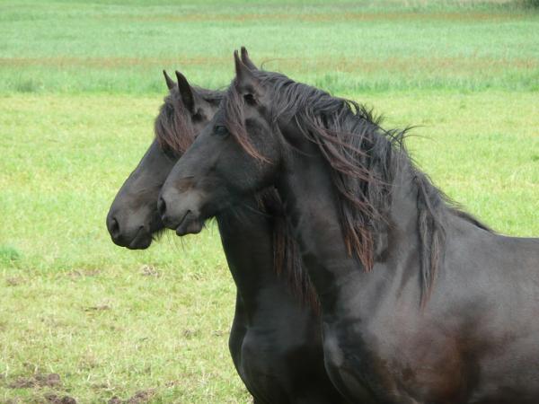 Origen y evolución de los caballos: ¿Cómo surgieron las razas de caballos?