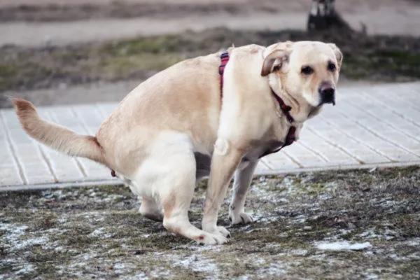 ¿Pueden los perros comer nísperos? - Efectos secundarios de los nísperos para perros