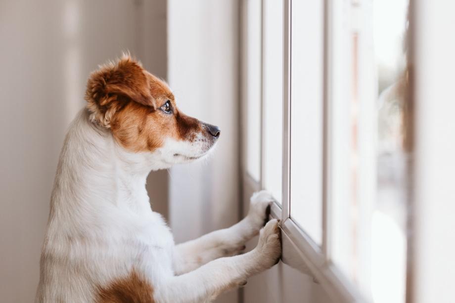 ¿Qué Piensan Los Perros Cuando Los Alojas en Una Perrera? ¿qué Piensan Los Perros Cuando Los Alojas en Una Perrera?