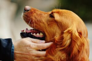Maneras De Relajar a Un Perro Nervioso
