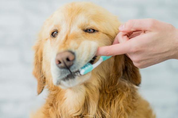 ¿Cómo aliviar el dolor de muelas en los perros?  - Remedios caseros para evitar el dolor de muelas en perros