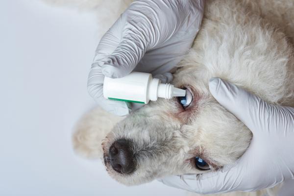 Síndrome uveodermatológico en perros - Causas y tratamiento - Tratamiento del síndrome uveodermatológico en perros