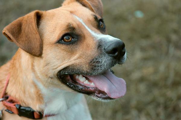 ¿Por qué mi perro está obsesionado con su pelota? - ¿Qué hacer si mi perro está obsesionado con la pelota?
