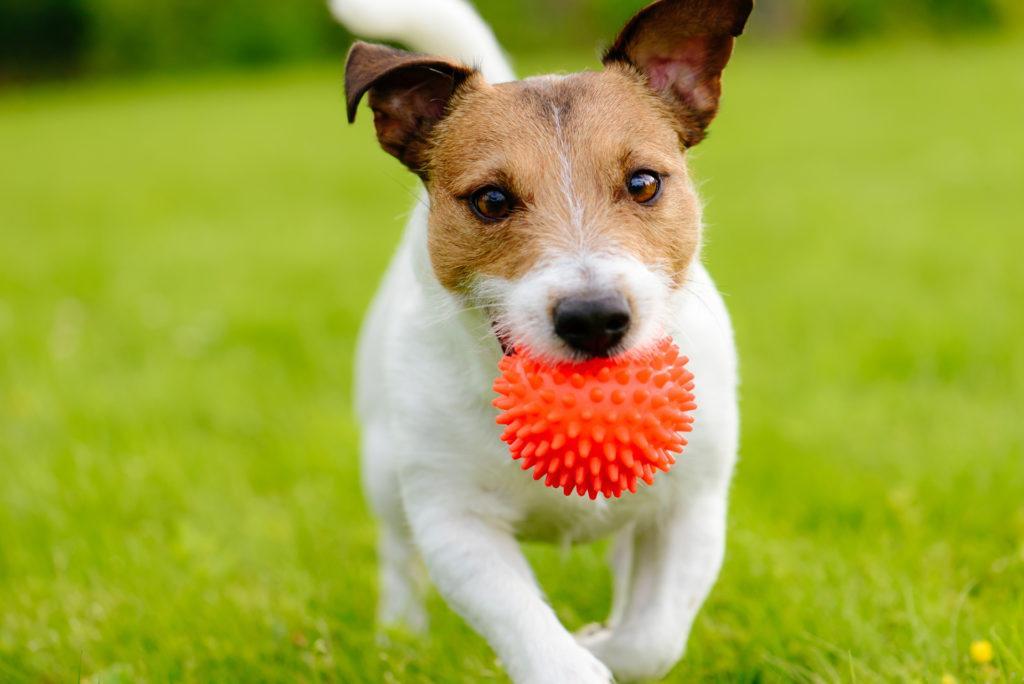 ¿Por Qué Mi Perro Está Obsesionado Con Su Pelota? ¿por Qué Mi Perro Está Obsesionado Con Su Pelota?