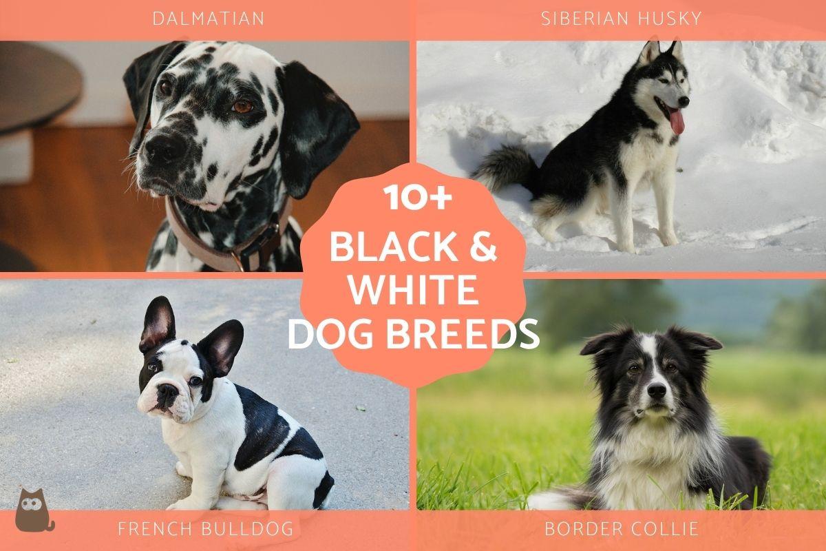 Lista De Razas De Perros Blancos Y Negros