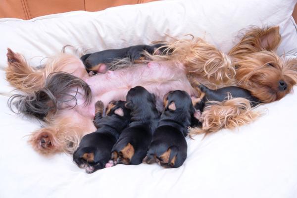 ¿Cuál es el tiempo más largo entre el nacimiento de los cachorros? - Tratamiento del parto estancado en perros