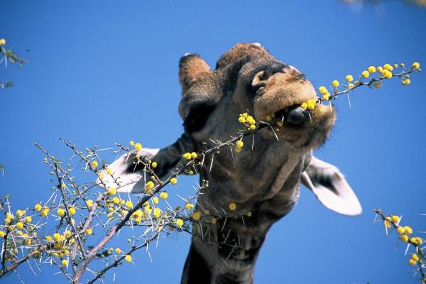 ¿De qué color es la lengua de una jirafa y por qué?  - ¿Cuánto mide la lengua de la jirafa?