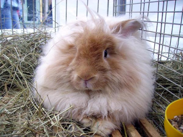 Criar conejos de angora - Guía de salud y cuidados - Uñas y dientes del conejo de angora 