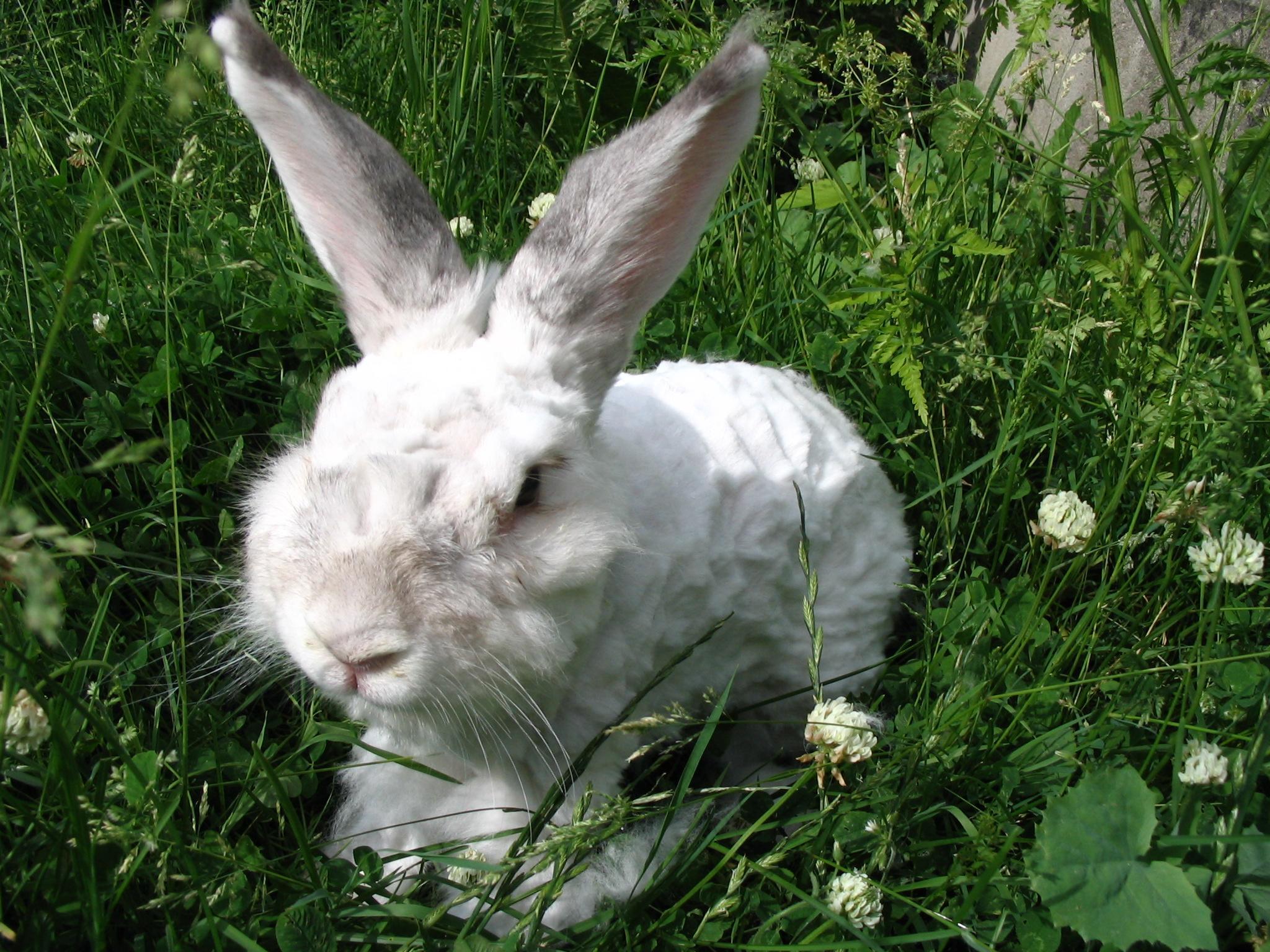 Criar Conejos De Angora Guía De Salud Y Cuidados