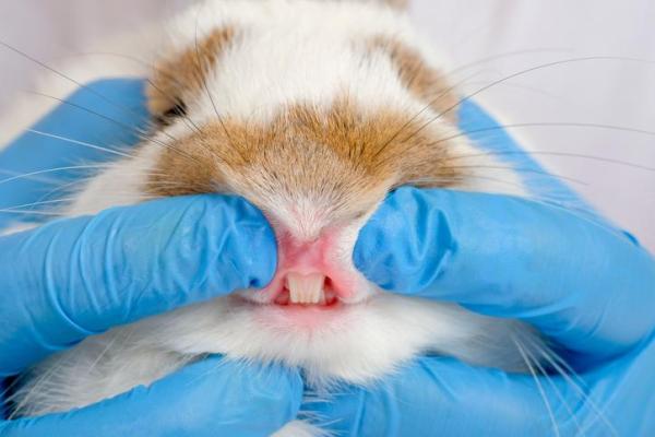 ¿Cuántos dientes tienen los conejos? - ¿Cómo son los dientes de un conejo?