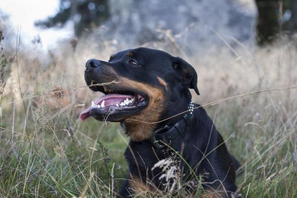 Razas de perros propensas a la displasia de cadera - 8. Bulldog inglés
