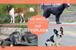 Razas De Perros Propensas a La Displasia De Cadera