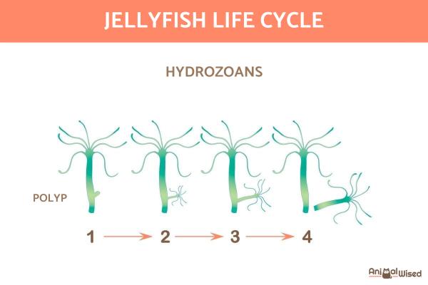 ¿Cómo nacen las medusas? - Reproducción de medusas - Nacimiento de medusas según tipo