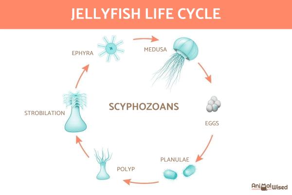¿Cómo nacen las medusas? - Reproducción de medusas - Hidromedusas o hidrozoos