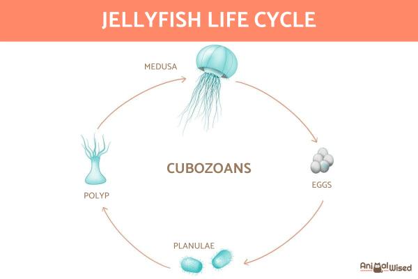 ¿Cómo nacen las medusas? - Reproducción de medusas - Verdaderas medusas o escifozoos