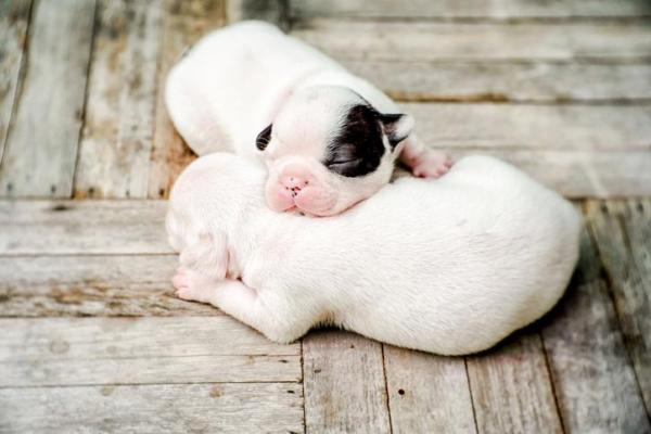 Signos del síndrome del cachorro que se desvanece en perros: causas genéticas y congénitas del síndrome del cachorro que se desvanece