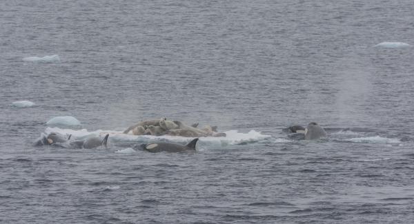 ¿Qué comen las orcas? - ¿Qué comen las orcas adultas?