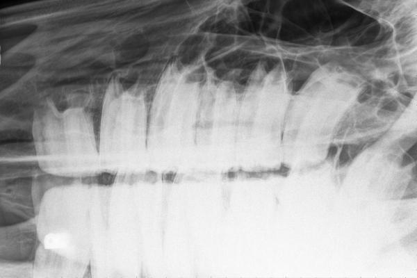 ¿Cuántos dientes tienen los caballos? - Anatomía de los dientes del caballo.