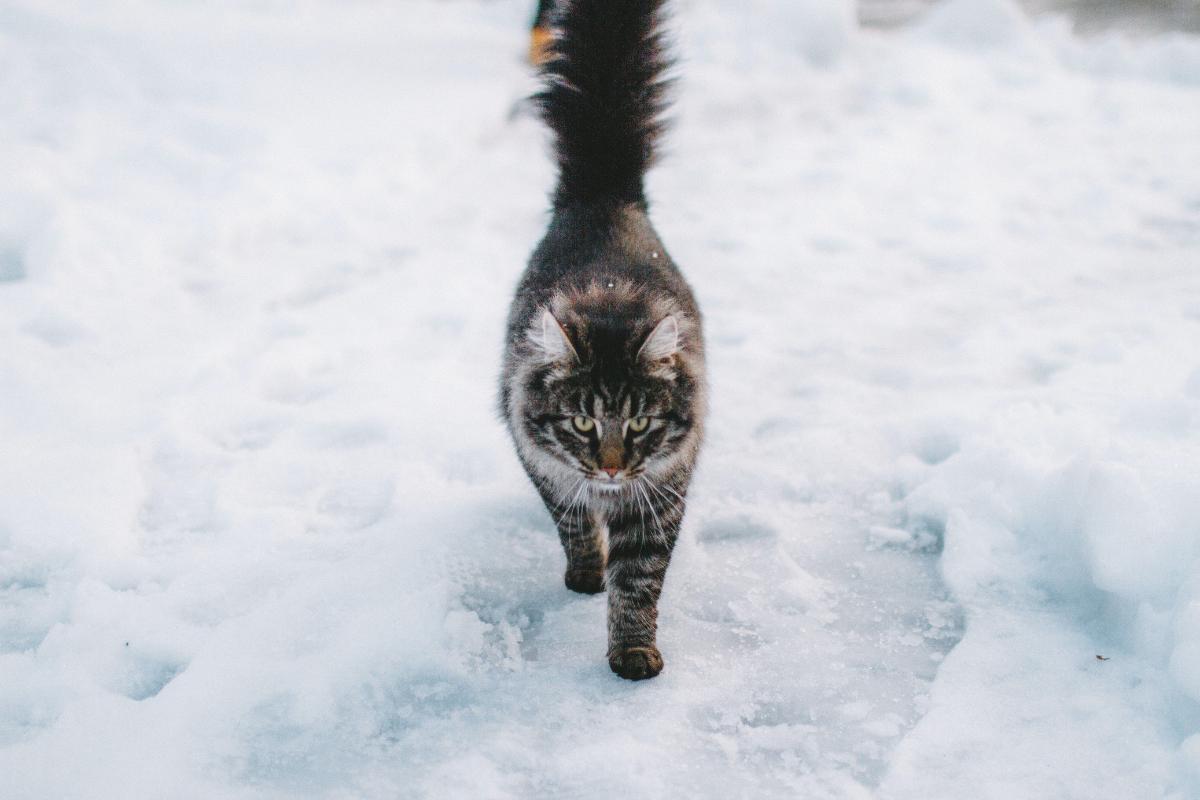 ¿puede Un Gato Morir Congelado? Consejos De Seguridad Para