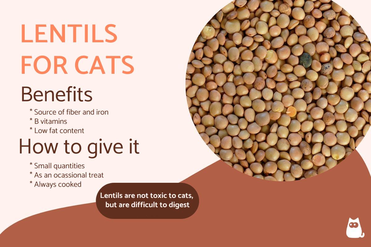 ¿pueden Los Gatos Comer Lentejas?