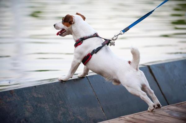 ¿Es mejor un collar o un arnés para su perro? - Arneses para correas para perros.