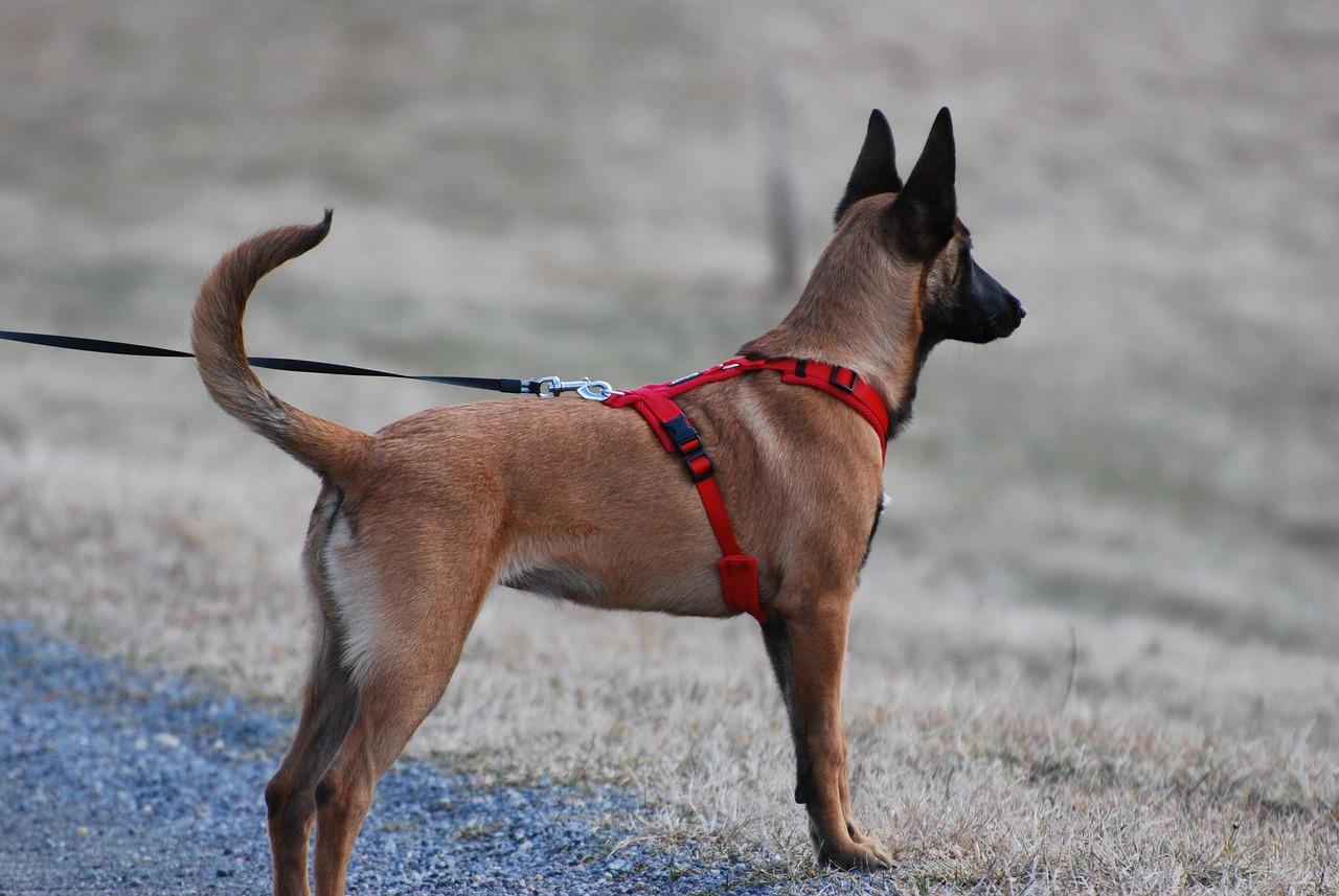 ¿Es Mejor Un Collar O Un Arnés Para Su Perro? ¿es Mejor Un Collar O Un Arnés Para Su Perro?