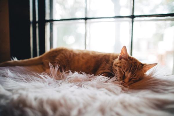 Cómo calmar a un gato - Gato estresado, agresivo o nervioso - No le crees estrés