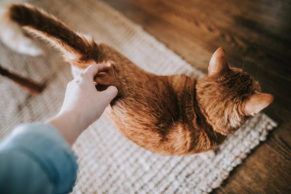 Cómo calmar a un gato - Gato estresado, agresivo o nervioso - Dale mucho cariño