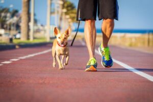 Entrenar a Tu Perro Para Que Corra a Tu Lado