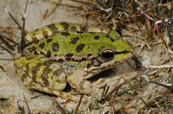 Los animales más amenazados de Europa: la rana de Creta (Pelophylax cretensis)