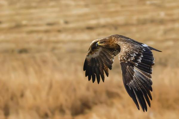 Los animales más amenazados de Europa: el águila esteparia (Aquila nipalensis)