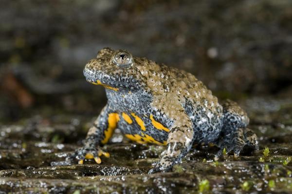 Los animales más amenazados en Europa: el sapo de vientre amarillo de los Apeninos (Bombina pachypus)