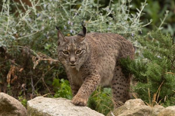 Los animales más amenazados de Europa: el lince ibérico (Lynx pardinus)