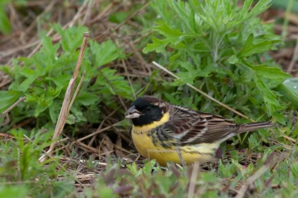 Animales más amenazados en Europa: escribano pechiamarillo (Emberiza aureola)