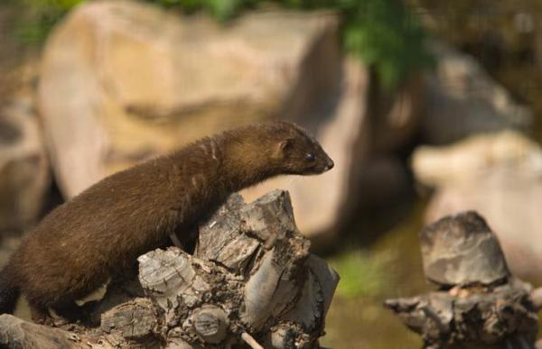 Los animales más amenazados de Europa: el visón europeo (Mustela lutreola)