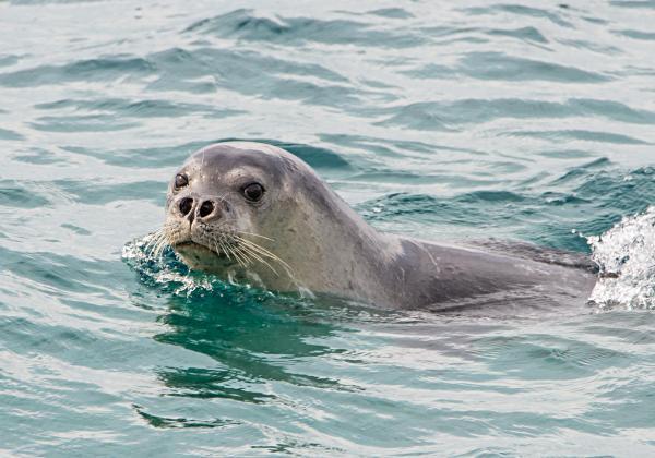 Los animales más amenazados de Europa: la foca monje del Mediterráneo (Monachus monachus)