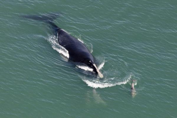 Los animales más amenazados en Europa: la ballena franca del Atlántico norte (Eubalaena glacialis)