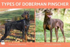 Tipos De Doberman Pinscher: Todas Las Variaciones De Raza