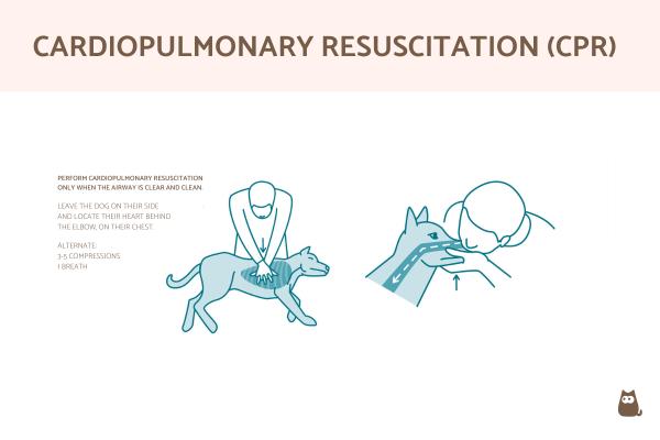 Cómo darle a un perro la maniobra de Heimlich cuando se asfixia - Qué hacer si la maniobra de Heimlich no funciona en el perro