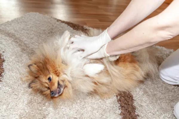 Cómo aplicar la maniobra de Heimlich a un perro en caso de asfixia - Cuándo utilizar la maniobra de Heimlich en perros
