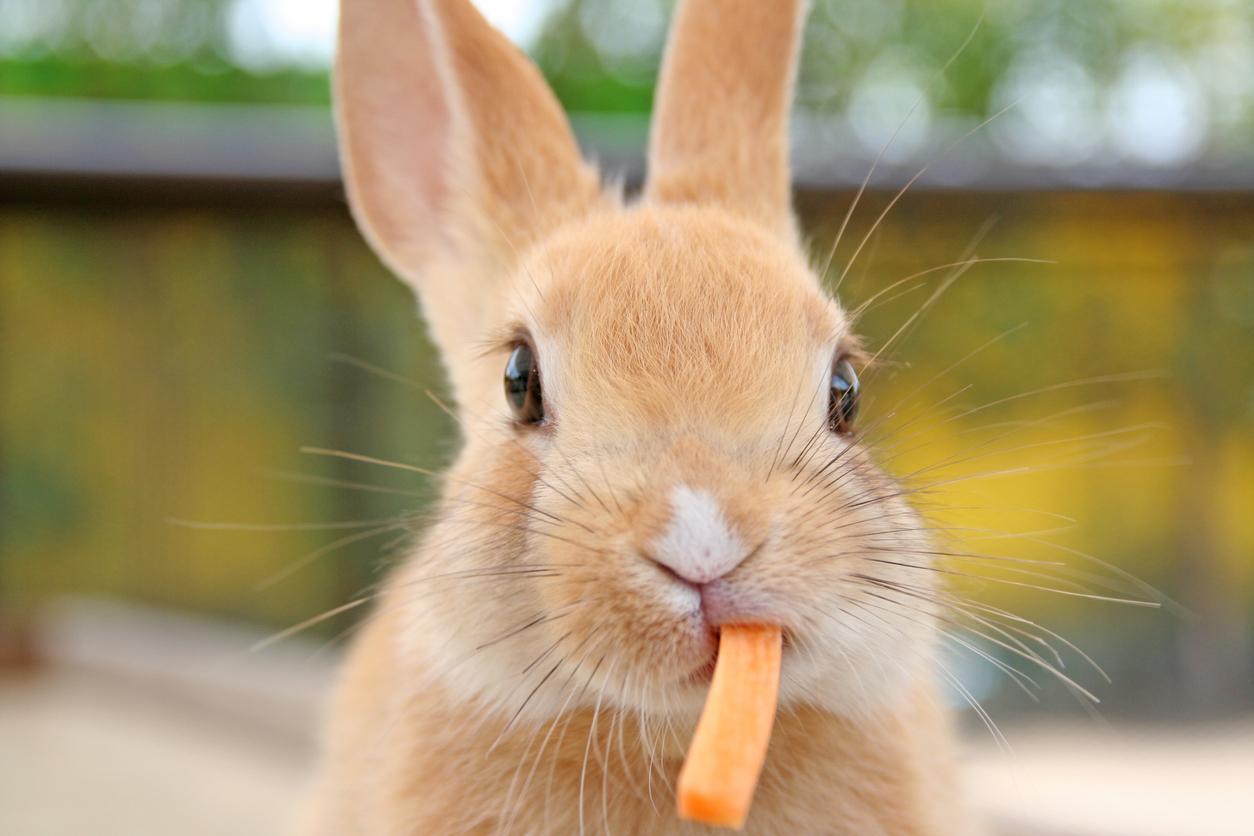 Las Mejores Golosinas Y Snacks Para Conejos
