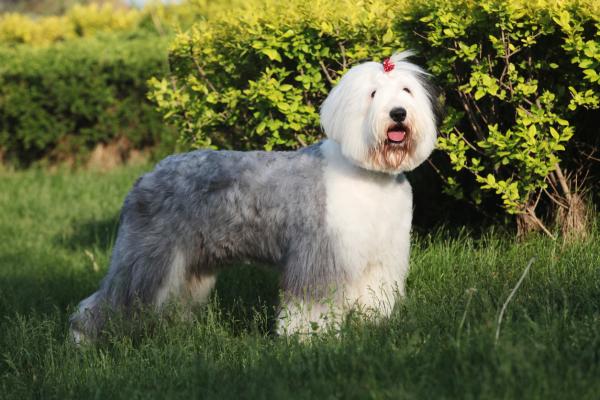 Cortes de pelo para perros pastores ingleses antiguos - Cómo cepillar a un perro pastor inglés antiguo