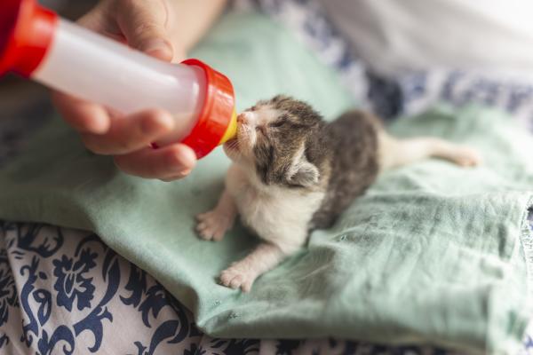 Cuidando gatitos abandonados - Mantener la salud de los gatitos abandonados 