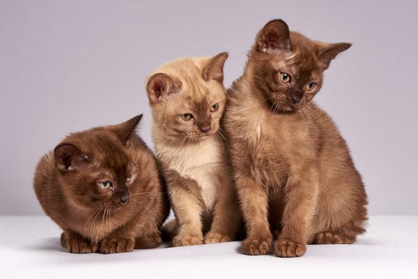 Las 10 razas de gatos más sociales: ¡amigables y cariñosas!  - 6. birmano