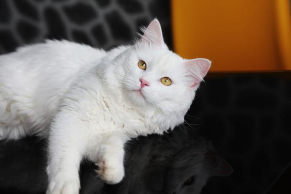 Las 10 razas de gatos más sociales: ¡amigables y cariñosas!  - 4. Angora turca