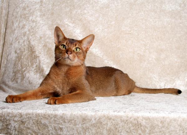 Las 10 razas de gatos más sociales: ¡amigables y cariñosas!  - 9. Abisinio